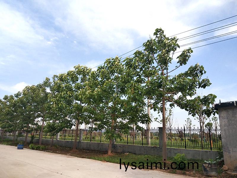 濟寧(ning)市(shi)大(da)氣(qi)環(huan)境(jing)質(zhi)量(liang)2015年(nian)12月份(fen)13縣(xian)市區排(pai)名